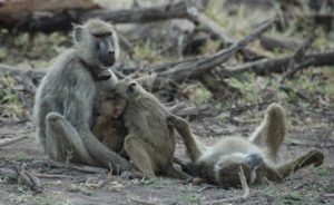 Amboseli baboons (the female on the left is named Flank). 