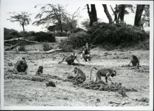 Behavioral Ecologist Jeanne Altmann observing baboons in Kenya. (1975; Photo by Stuart Altmann)