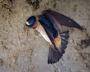 Cliff swallow 