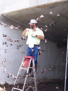 Brown with cliff swallows in a mist net.