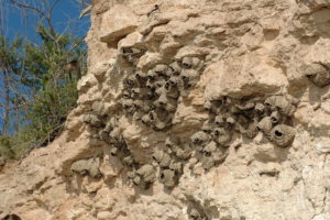 A colony of cliff swallows.