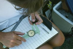 How long is the swallow's bill? Brown and his colleagues measure beak length with a caliper.