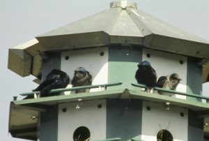 Purple martins: the first birds Charles Brown studied. 