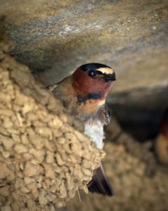 A cliff swallow's nest. (Photo by Kenton Miller)