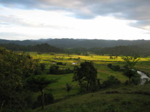 Rice paddies and, on the left, clove agroforests in Madagascar