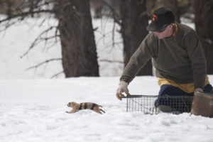 After eartagging and marking each prairie dog, Hoogland returns it to the burrow where he captured it. Here he is releasing Triple-Stripe into her home burrow. Photo by Elaine Miller Bond.