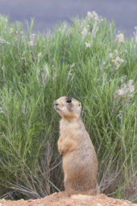 This prairie dog is checking for predators such as coyotes, golden eagles, and red foxes. Photo by Elaine Miller Bond.