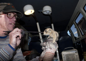 Every prairie dog at John’s study-colony gets a set of unique numbered eartags and a unique black marker on the body. Here John is painting a black cap on a juvenile prairie dog. Photo by Elaine Miller Bond.