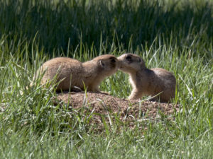 Prairie dogs frequently interact. Here one prairie dog is kissing another. Kissing is especially common among genetic relatives. Photo by El