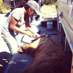 Some black bears are actually brown. Wynn-Grant trapped and tranquilized this female in order to give her a GPS collar, allowing scientists to track her movements.