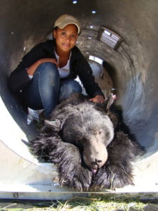 Wynn-Grant inside a barrel cage used to trap bears. She had just tranquilized this large male and is getting ready to collar him and take some hair and blood samples. Wynn-Grant and her colleagues later released him back into the wild.