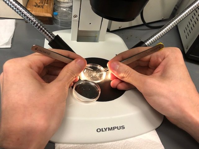 One of Jill Venton’s students dissects the brain of a fruit fly, which is under a microscope.