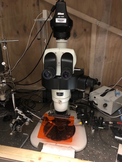 A microscope that Neurochemist Jill Venton uses in her lab.